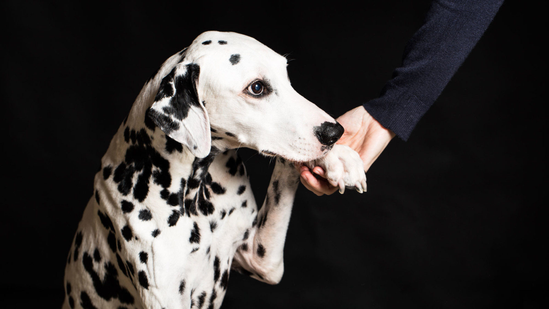 Showing compassion towards a Dalmatian