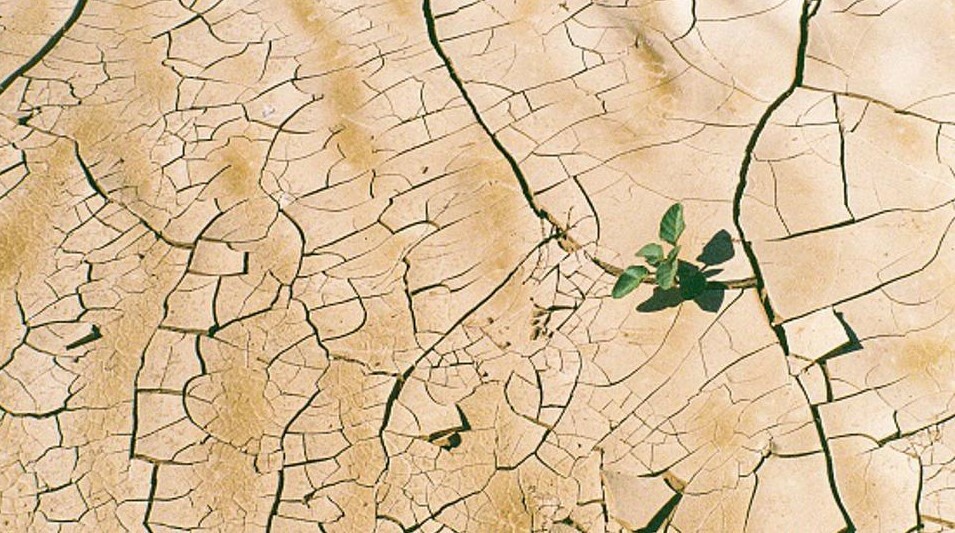 Desert plant growing through the cracks